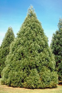 Evergreen trees do lose their leaves, just not all at once.