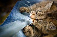Pick up or prevent your cat's access to materials she chews.