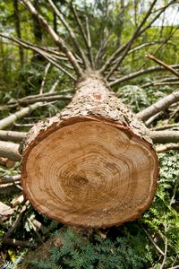 Some logging equipment can be made instead of bought.