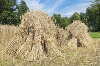 Sheaves of grain standing in field.