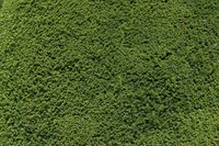 Moss creates a lush ground carpet.