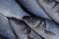 Fish waste provides the nitrogen needed to complete the plant's nitrogen cycle.