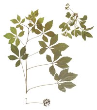 Hawthorn cuttings grow with relative ease.