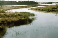 Hydrologists who study the oceans are called oceanographers, while those who research fresh water are limnologists.