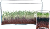 All seeds have an optimum temperature at which they sprout.