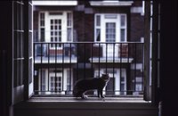 Don't give your indoor cat a chance to escape.