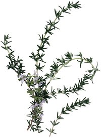A native environment of harsh conditions led to small flowers and waxy leaves among rosemary species.