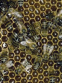 Bees could be low around the grass for food or a hive.