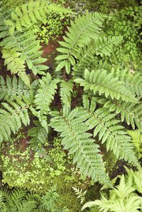 Ferns are leafy green plants.