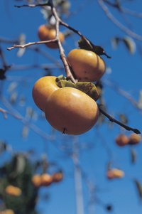 Persimmon propagation has approximately a 90-percent chance of failure.