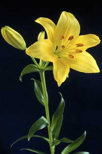 Bright-colored lilies light up the garden and the dinner table.