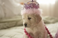 Dog owners who want to dress up their pets is a set of targeted customers.