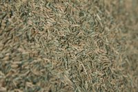 Use fresh grass seed on the lawn to ensure best germination rates.