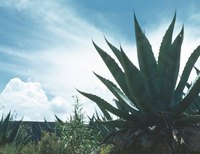 Agave are adapted to hot enviroments.