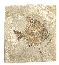 A fake fossil dig is a great way to get kids interested in natural history.