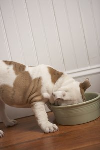 Even the best-fed dog may occasionally eat plants.