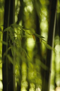 Bisset's bamboo's leaves are dark green and the culms olive-green.