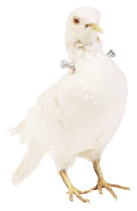Pigeons have been