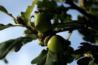 There are better places for acorns than on your lawn.
