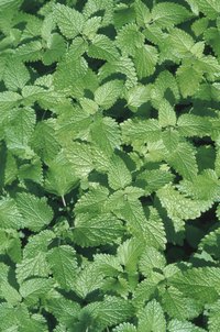 Mint requires minimal fertilization to produce well.