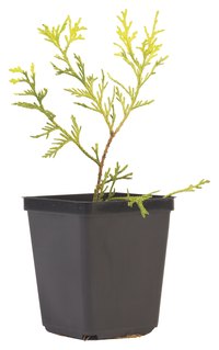 Deer often kill cedar seedlings, but larger trees survive browsing.