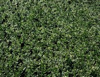 Water the hedge for two days prior to planting.