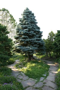 Colorado blue spruces grow best in acidic soil.