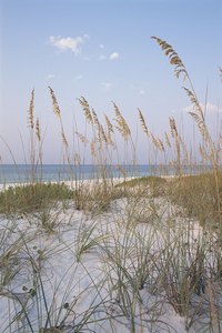 High sea oats waving in the breeze are a common sight in the dunes on Santa Rosa Island in the Florida Panhandle.
