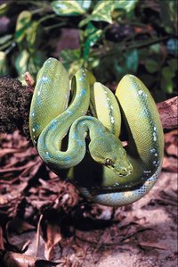 Green Tree Pythons are one of the species that can be maintained in aquariums.