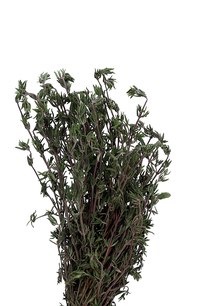 Rosemary oils intensify the smell of fresh rosemary herbs.