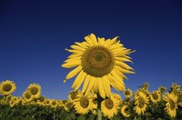 The head of the sunflower is composed of many small flowers.