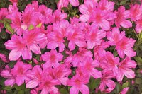 Azalea bushes are shade-loving and bloom with tropical-looking spring flowers.