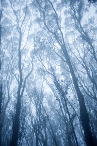 Most of the world's eucalyptus trees probably originated in Australia.