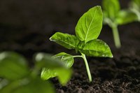 Plants thrive on carbon dioxide.