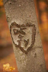 Carve a heart into a tree to display your affection for a loved one.