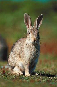 The right bait will lure a rabbit out of your house.