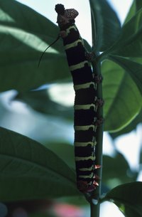 Most black and yellow, tree-dwelling caterpillars are harmless to people and pets.