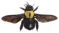 Killer bee groups may sting more in defense of their hive.