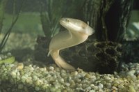 The water in a saltwater tank must be kept within a specific temperature range.