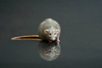The rat's figure consists of simple geometric shapes.