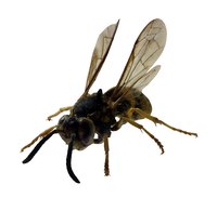Spilled sweet drinks can attract yellow jackets.