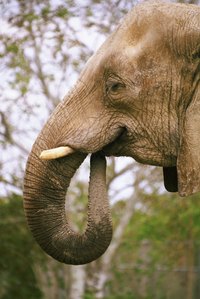 Construct simple elephant tusks from cardboard tubes.