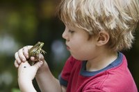 Frogs that aren't adopted as pets can become dinner.