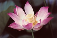 Bright blossoms become a target for hungry insects in the summer.