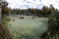 An overgrowth in aquatic vegitation can rob the water of oxygen.