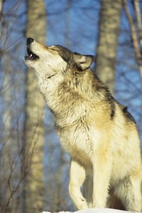 With their striking features, wolves make excellent whittling subjects.