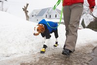 Boots can keep ice melt off your dog's paws.