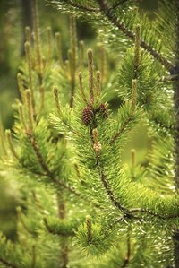 Most pine trees are susceptible to needle cast, which causes needles to brown.