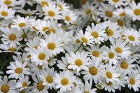 The correct term for a daisy's flower head is "inflorescence."