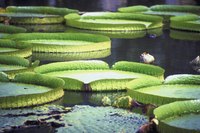 Giant water lilies were seen by European explorers as early as 1801